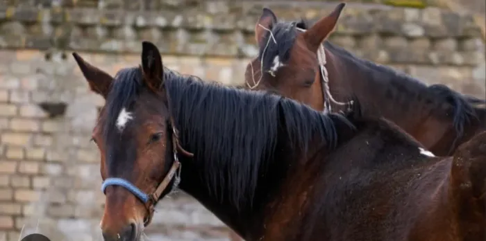 DOAÇÃO DE CAVALO