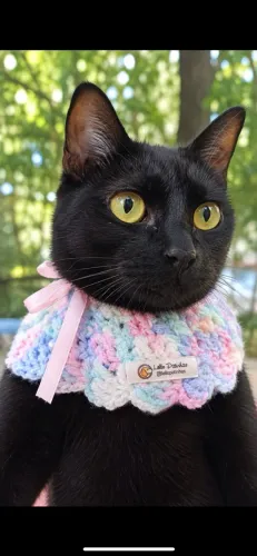 Gatinha adoção