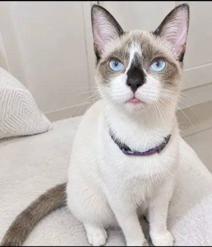 Gatinha fêmea