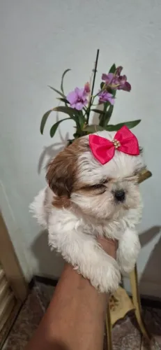 Cachorro 