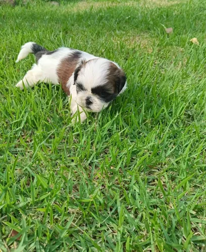 Machinho de shituzu 