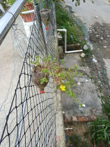 Mudas de Onze Horas branca e amarela 