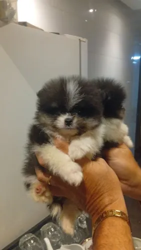 Luluzinho machinho