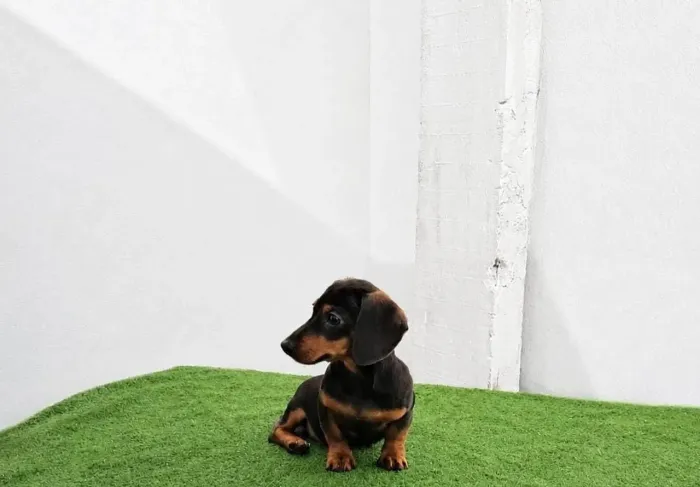Dachshund Legítimo Salsicha Bem Baixinhos Vacinados 12X