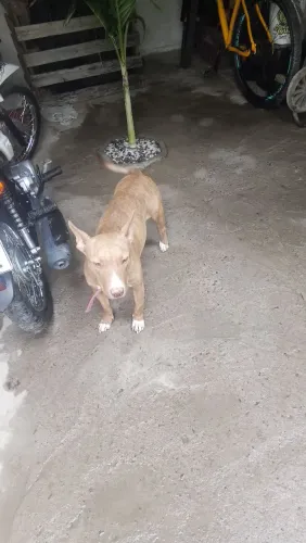 Pit bull