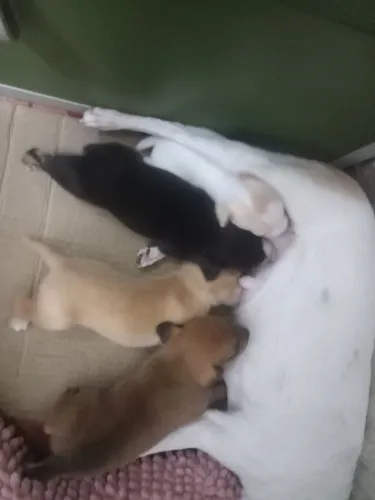 Vendo cachorro ponche  o 2