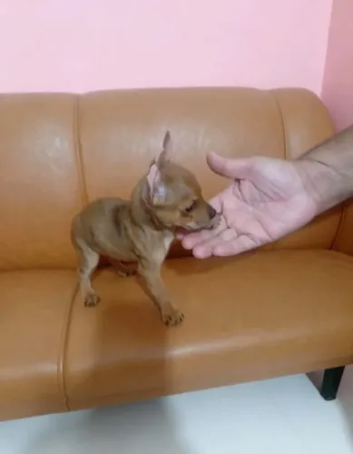 Pinscher