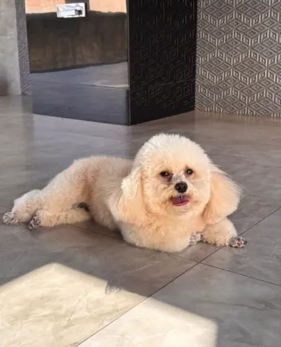Poodle micro toy