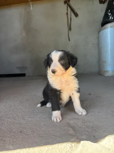 Border collie 