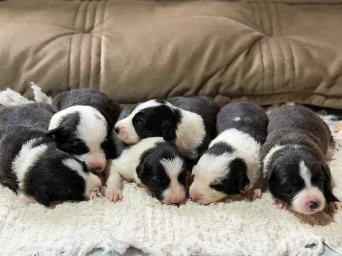 Border collie filhotes