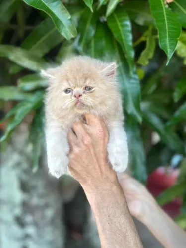 Gato persa macho creme