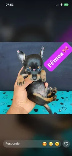 Pinscher filhotes lindos