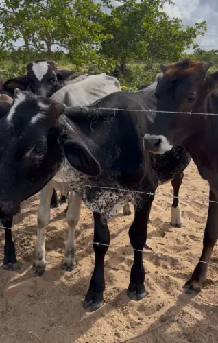 VENDA DE GADO - OPORTUNIDADE