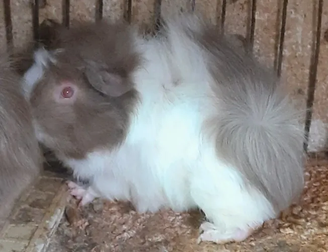 Porquinho da india 