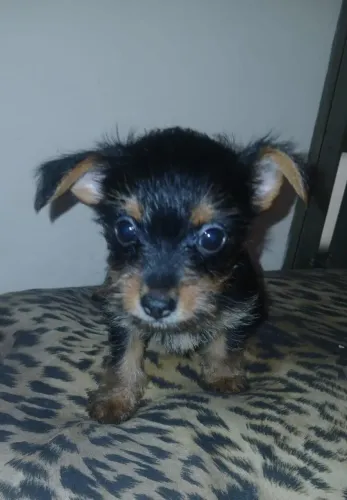 Filhotes de yorkie pin