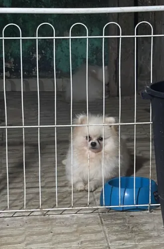 Spitz alemão macho 8 meses preço a conversar