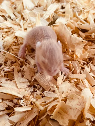 HAMSTERS ANÃO- RUSSO À VENDA! Filhotes ?