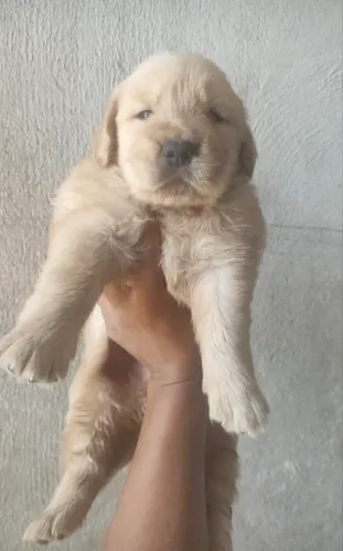 Golden bença de filhotes