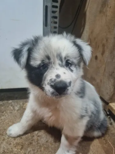 Filhote de Border collie macho.