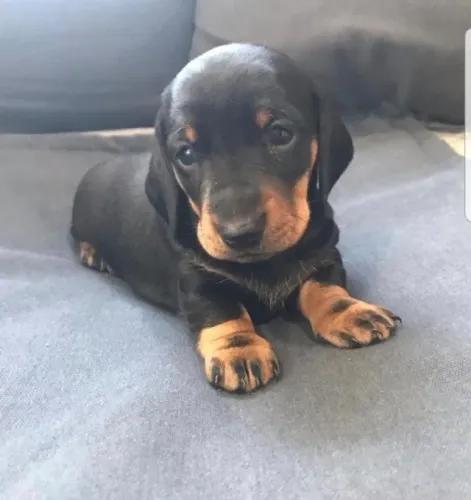 Dachshund Femea entregamos hoje 