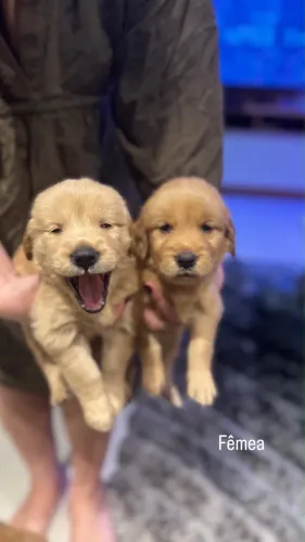 Cachorros golden retriever 2 fêmeas e 2 machos 