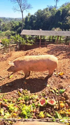 Vendo porca pietra