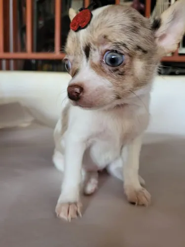 Chihuahua com pedigree