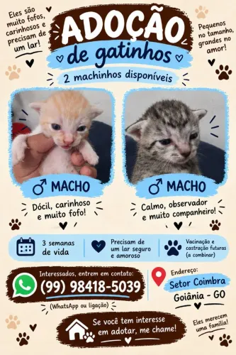 Gatinhos para adoção