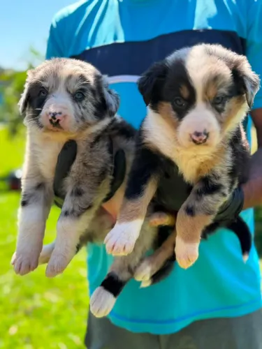 Border Collie puros e saudáveis¿ Filhotes para reserva