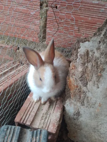Vendo coelhos adulto e filhotes