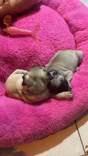 Filhote Pug