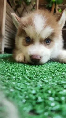 Husky Siberiano - SUA MELHOR ESCOLHA!