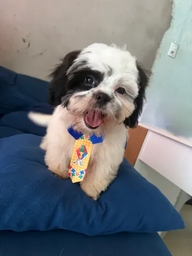 Shih Tzu