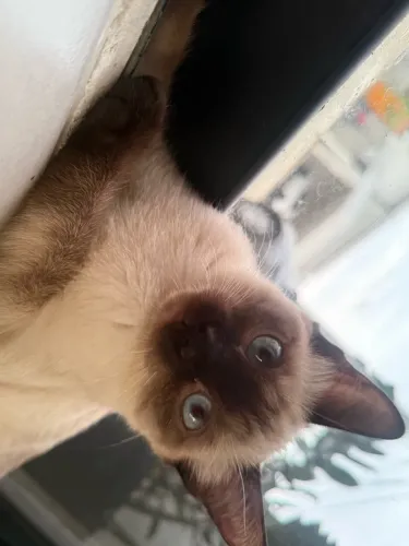 Gatinha siamesa de 3 meses para adoção