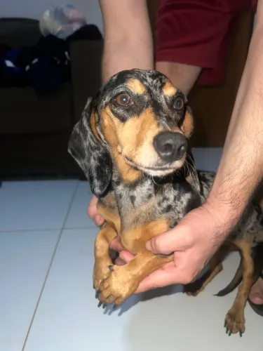 Vendo fêmea de Dachsrund 2 anos !!