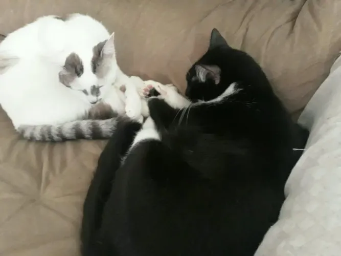 Doação gatos