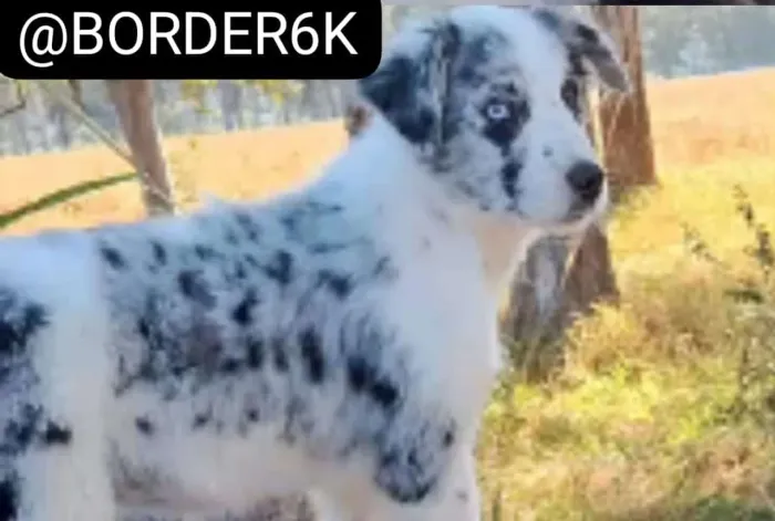 Border Collies Raros Blue Merles 