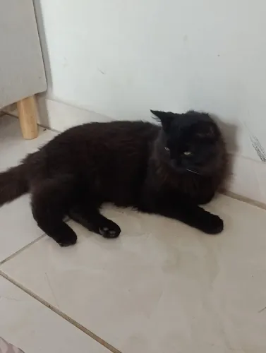 Gato
