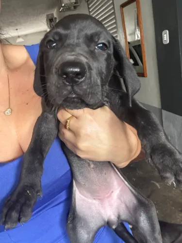 Dogue alemão