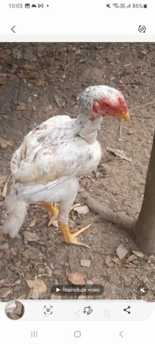 Vendendo um frango índio Boiadeiro 