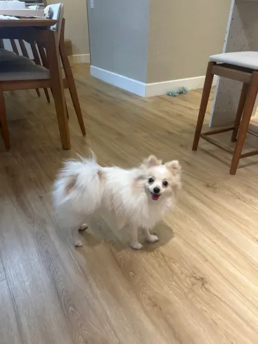 Filhote Lulu da Pomeranea 