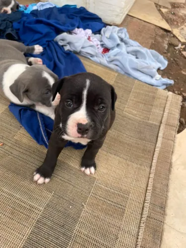 Pitbull