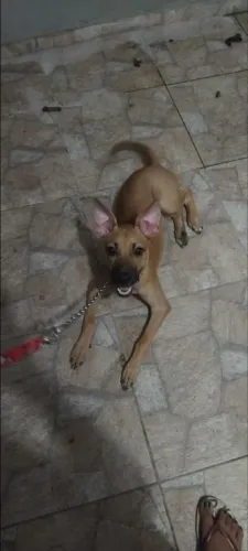 Doação filhote de Pitbull Terrie