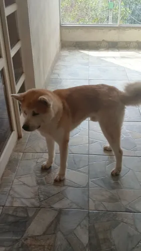Akita