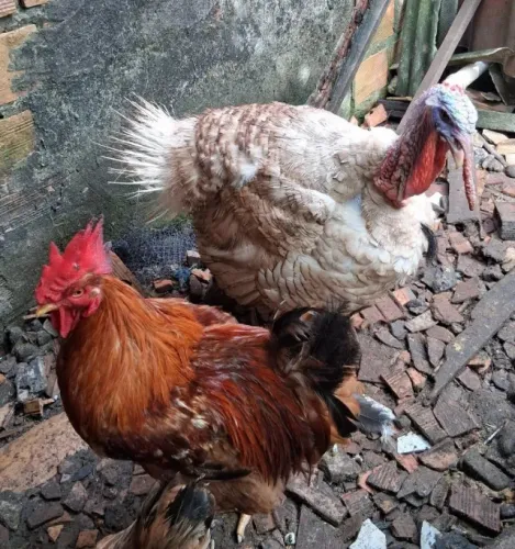 vendo um peru macho e um galo .