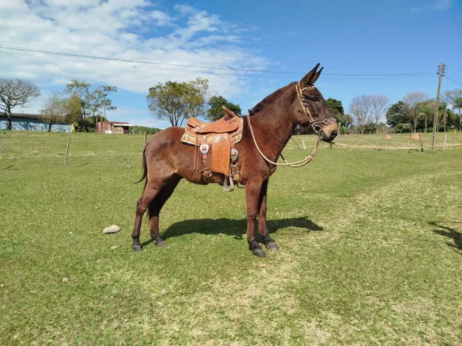 Burro