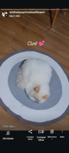 Gato persa fêmea