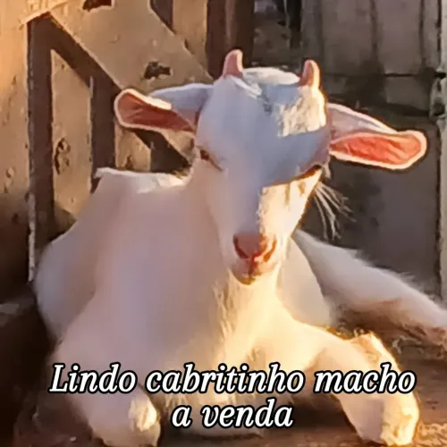 Animais 