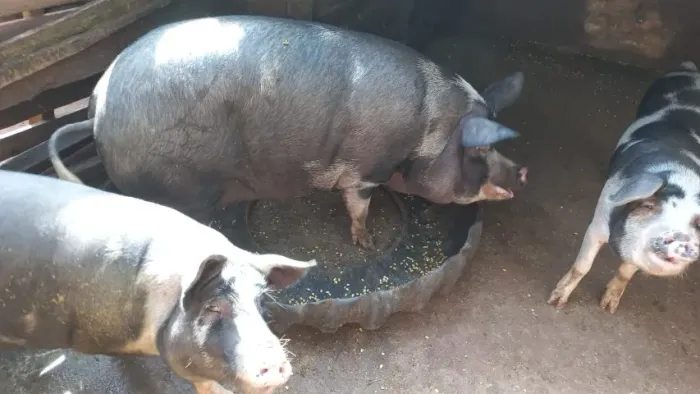 Banha de Porco Caipira 100% natural Artesanal Lata 18 litros