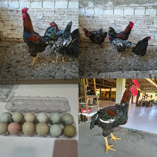 Ovos férteis Galinha Sertaneja Balão GSB